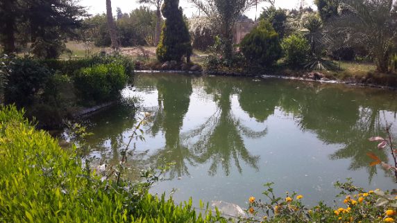 فيلا للإيجار فى الجيزة