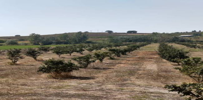 Land For Sale In Malkara - Tekirdag